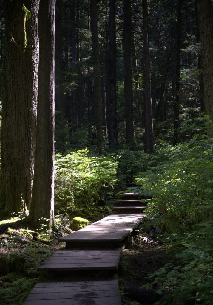 Lynn Canyon Boardwalk
