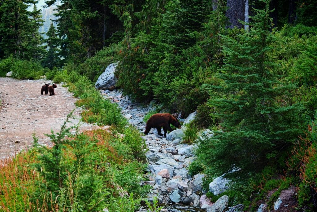 Wild bears as seen on the trail to Elfin lakes