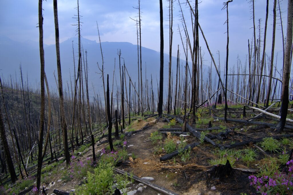 Jasper National Park- Old Man Mountain