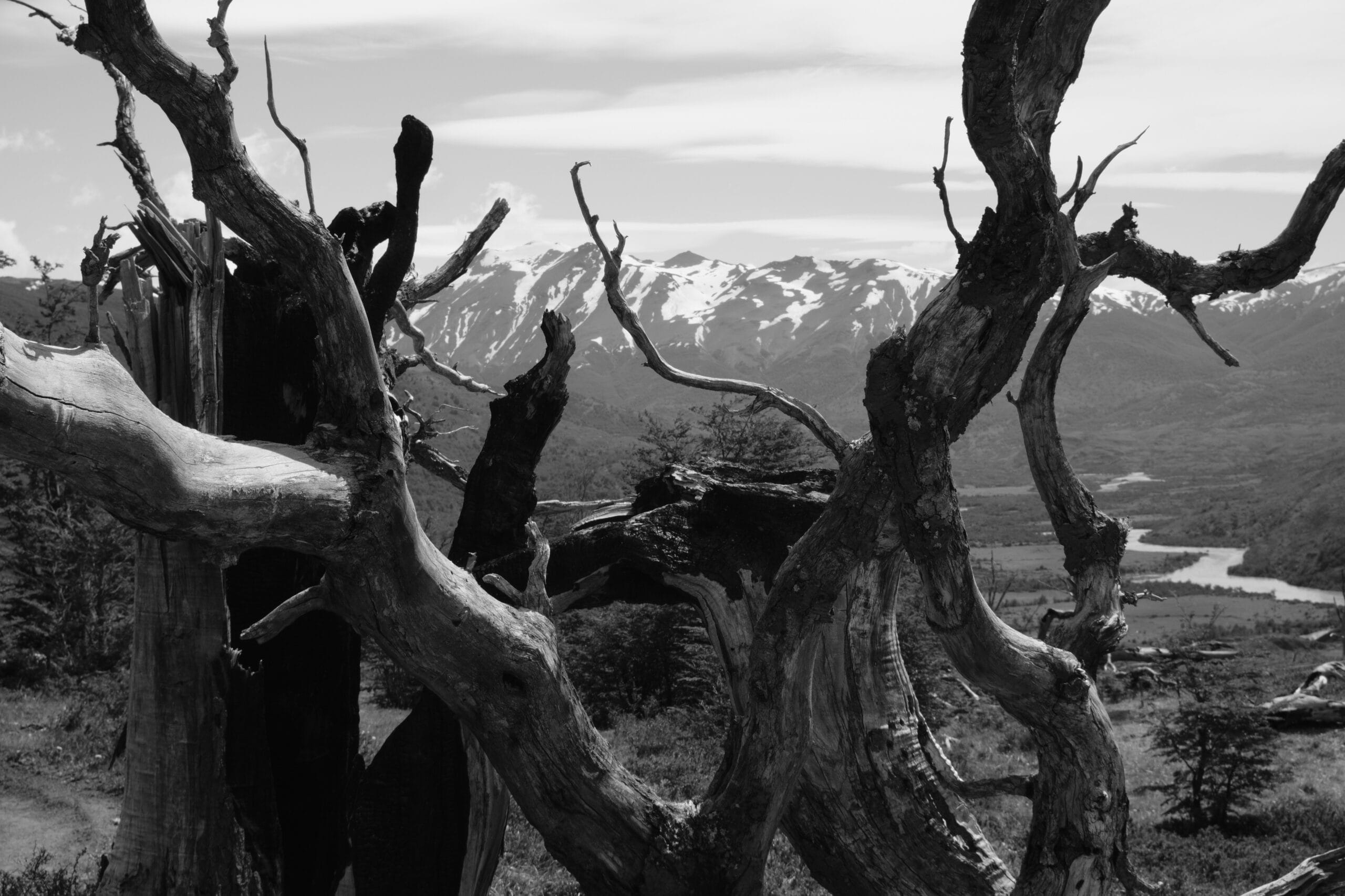Black and white photograph of a dead tree from a wildfire near the Seron Camp on the Torres del Paine O Circuit