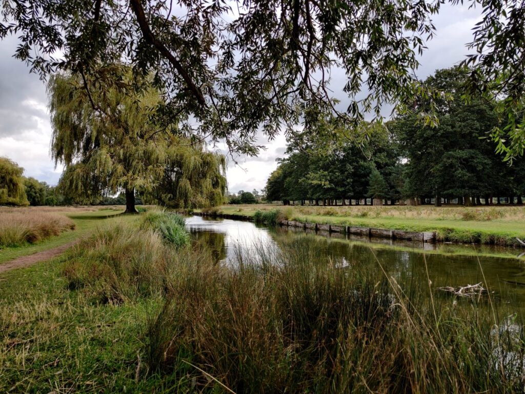 A pond stream in Bushy Park with a willow tree above