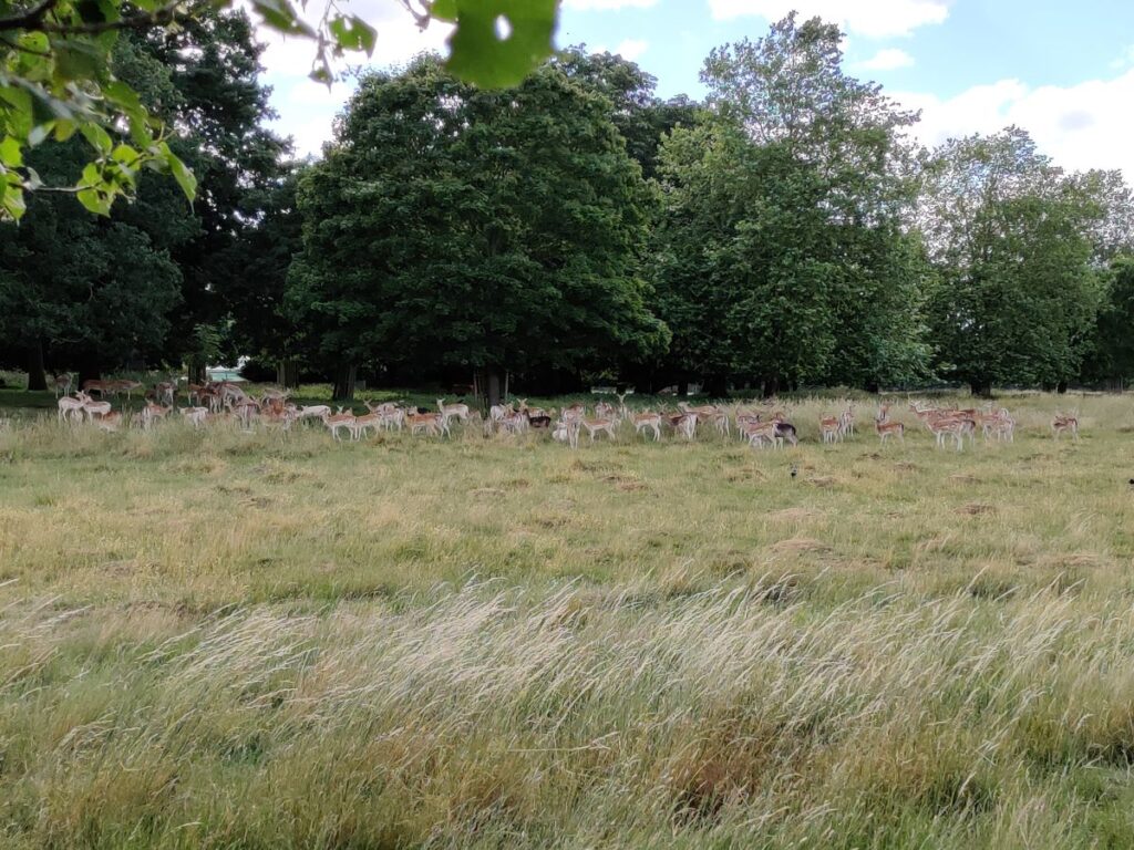A herd of deer in Home Park near Hampton Court Palace