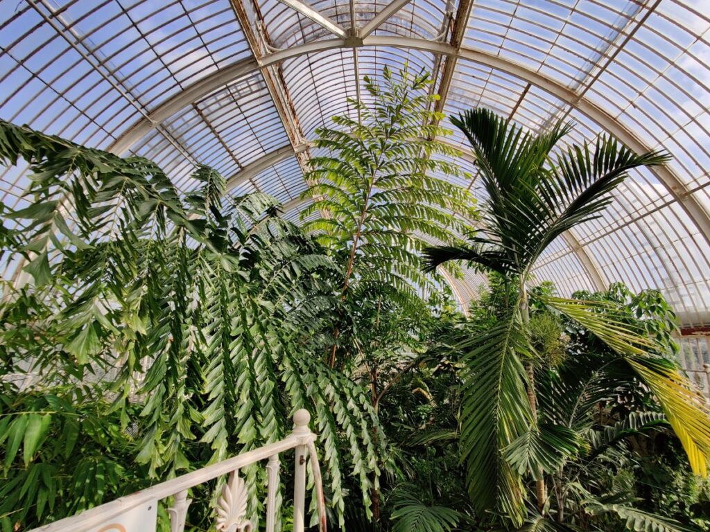 Tropical plants inside a glasshouse at Kew Botanical Gardens