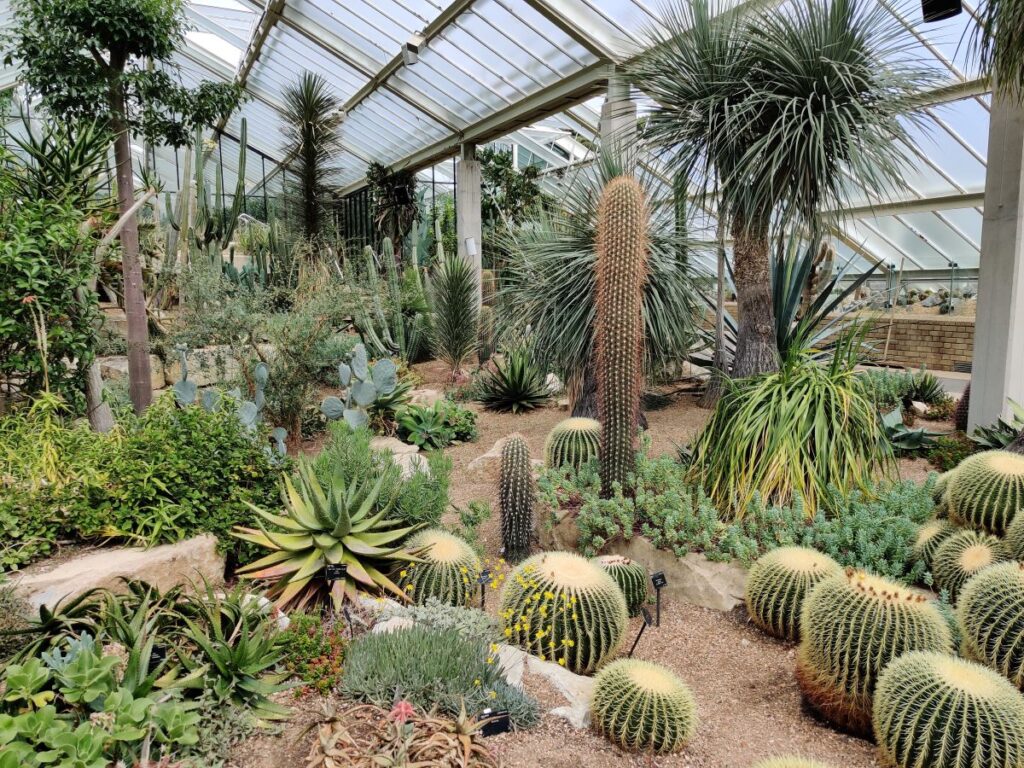 Cacti in a temperance house at Kew Gardens