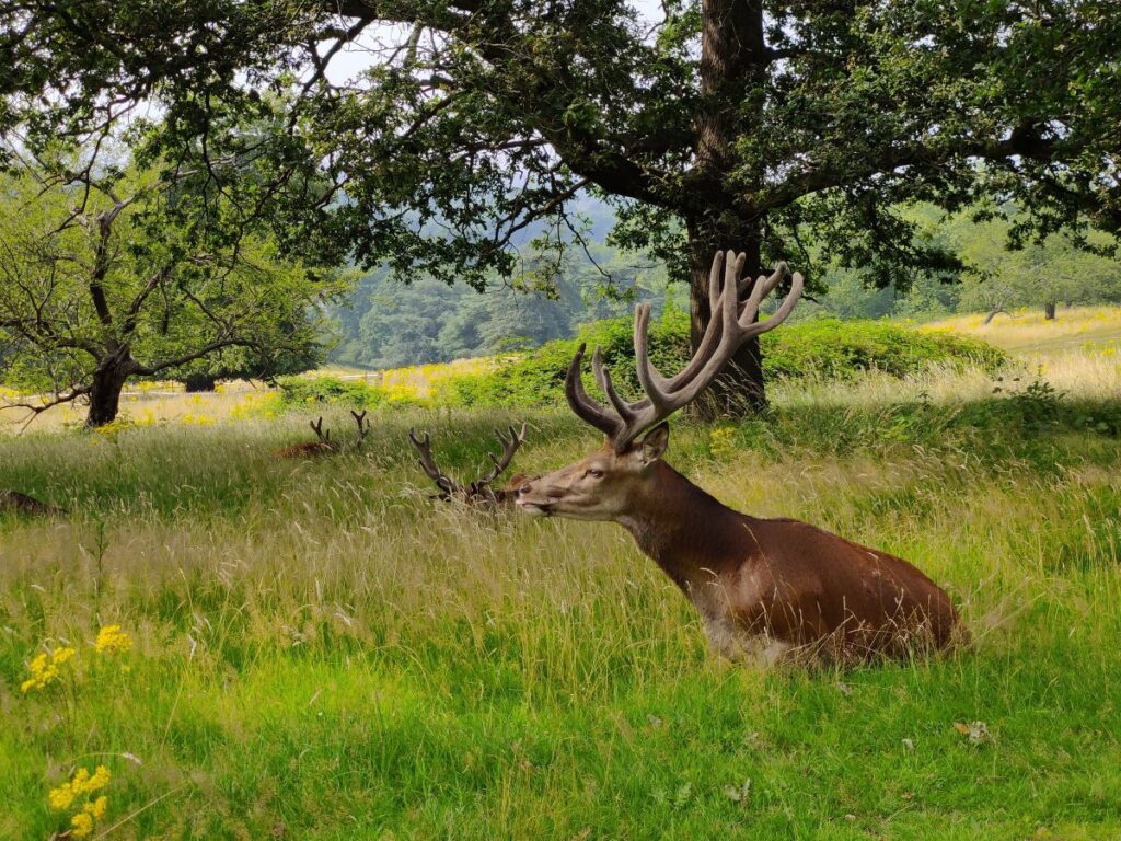 A deer sitting in the long grass in Richmond Park